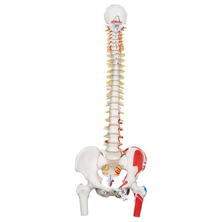 Classic Flex. Spine With Femur - W/ 3B Smart Anatomy